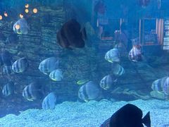 -烟台海昌鲸鲨海洋公园