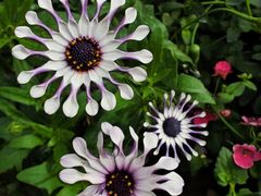 -北京植物园-展览温室