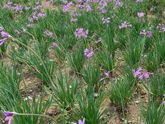 -贵阳市花溪国家城市湿地公园