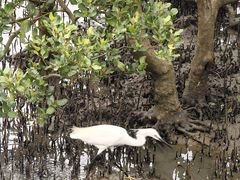 -北海金海湾红树林生态旅游区