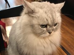 -猫友咖啡店(玉林西路店)