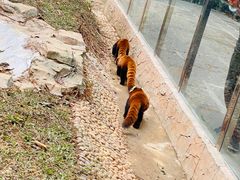 -深圳野生动物园