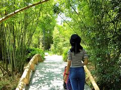-大屏嶂森林公园