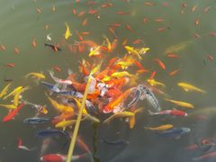 -祥源·阜阳生态乐园