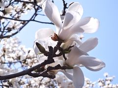 -朝阳公园