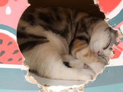 -猫和宫(六道口店)