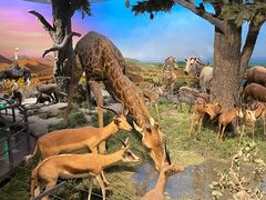 -国家自然博物馆