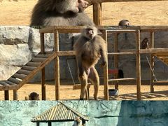 -杭州野生动物世界