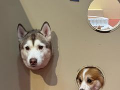 -和它·交个朋友·狗咖猫咖(爱琴海店)