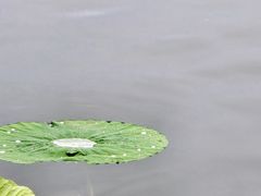 -萤火虫咖啡(后海店)