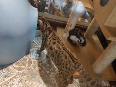 -more than meow吴止猫主题餐厅(承德 中船汇店)