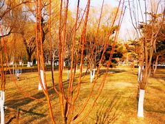 -莲花池公园
