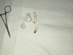 -菲丽丝宠物医院·24小时·猫科中心·免疫点(淮海分院)