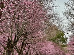 -上海海湾国家森林公园