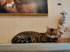 -飞行喵MR PILOT|猫舍·猫咖(静安大融城店)