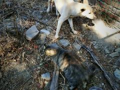 -北京西山国家森林公园