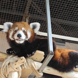 -Zoolung Zoolung动物主题公园(海信广场店)