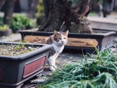 -西园寺