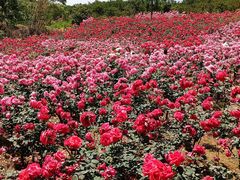 -都江堰玫瑰花溪谷