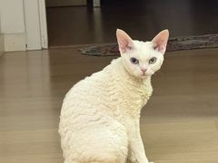 -宠爱国际动物医院·消化内科·心肾内科·ISFM猫友好(望京店)