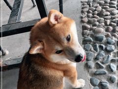 -柴犬高等学院·狗咖·柴犬售卖·宠物训练