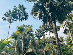 -中国科学院西双版纳热带植物园