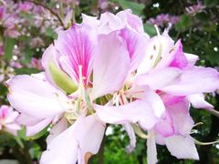 -洪湖湿地生态园