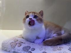 -小猫来了·猫舍(红山六九七九店)