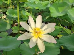 -莲花池公园