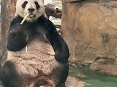 -成都动物园