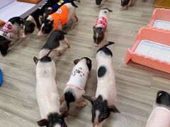 -猪盟咖啡店(玖洲道店)