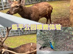 -临平公园(临平街道)