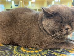 -平行世界·猫咖(首经贸店)