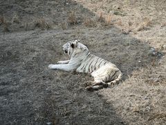 -济南野生动物世界