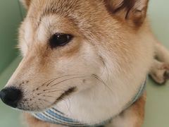 -怪兽屋·羊驼·猫咖·狗咖(俊华广场店)