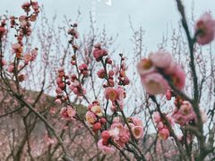 -苏州上方山国家森林公园