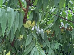 -老袁家蜜桃农场·阳山水蜜桃