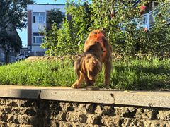 -乖乖宠物医院·猫科·骨科·24小时(云岗分院)