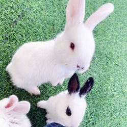 -萌宠亲子动物乐园(槐房万达店)