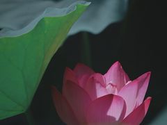 -桂湖森林公园