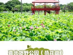 -嘉北郊野公园