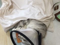 -乐派堂宠物医院·猫友好· 心脏科(东街店)