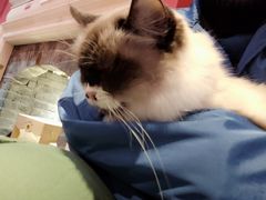 -猫色咖啡·猫咖