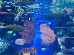 -上海海洋水族馆