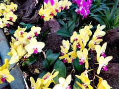 -北京植物园-展览温室