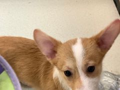 -共舞时光猫咖·狗咖(新街口店)