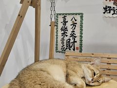 -楼上猫咖(罗湖店)