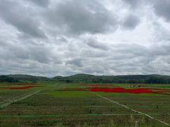 -御道口草原森林风景区