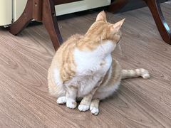 -中农大我爱我爱动物医院·核磁CT·猫病·24小时夜诊中心(石佛营店)