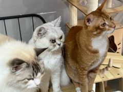 -豆逗聊愈猫阁Easy Life